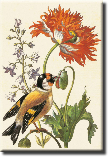 Magnet - Merian "Glockenblume mit Stieglitz oder Distelfink"