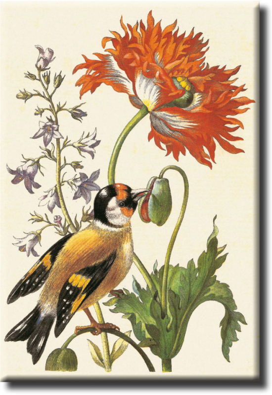 Magnet - Merian "Glockenblume mit Stieglitz oder Distelfink"