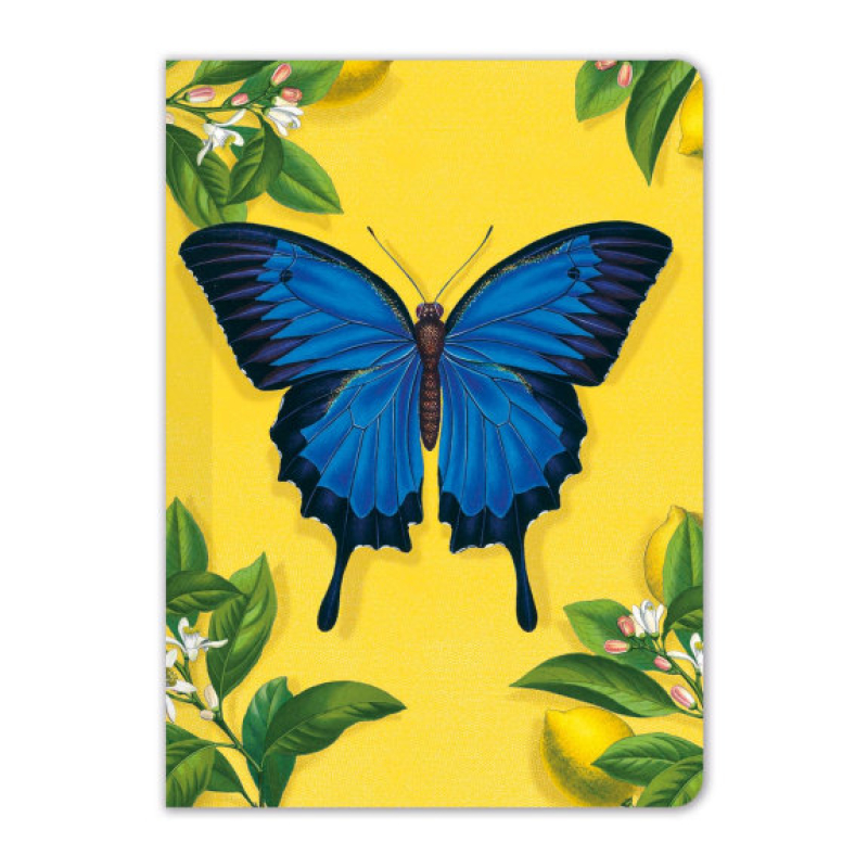 Ulysses Butterfly